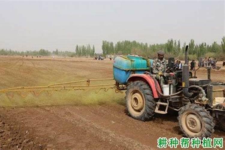 棉花茎枯病的发病症状是什么？如何防治棉花茎枯病？