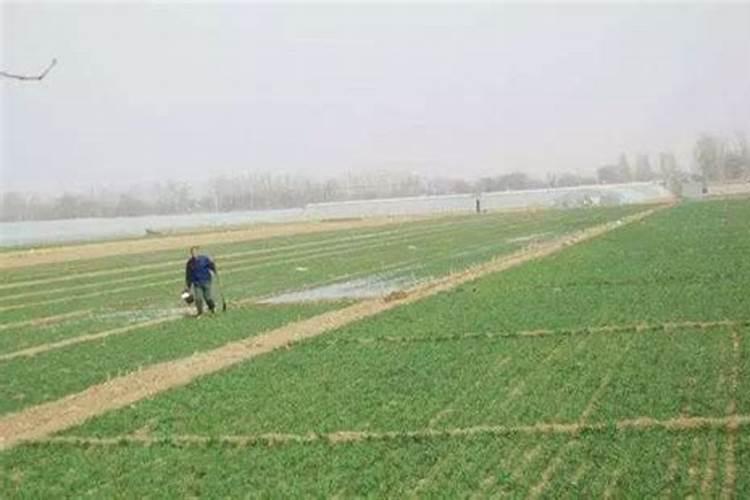 小麦追肥用什么肥料好