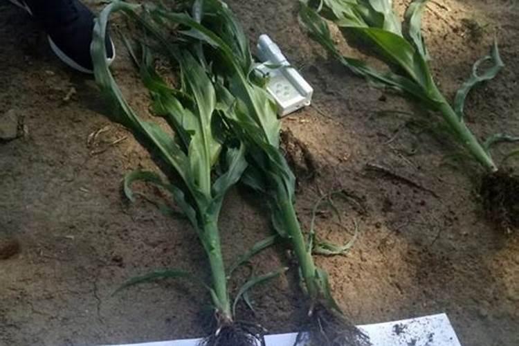 氨基肥微量原素液面肥哪个品牌好