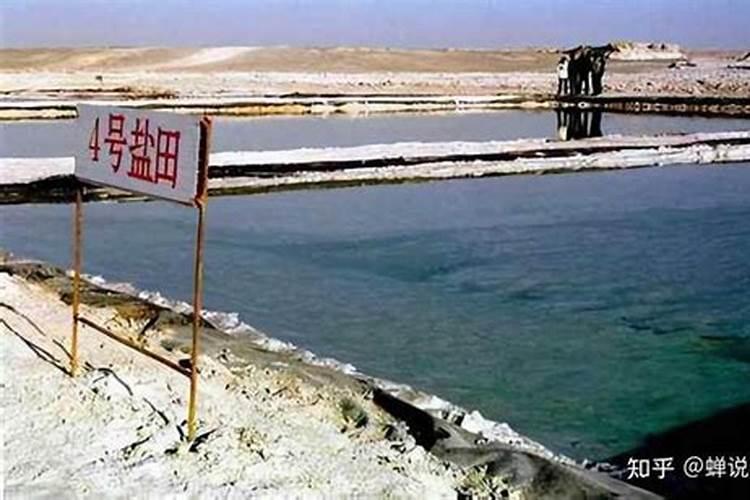 3年的花椒树能移栽活吗