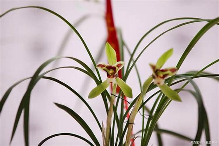 兰花什么时候施氮磷钾？