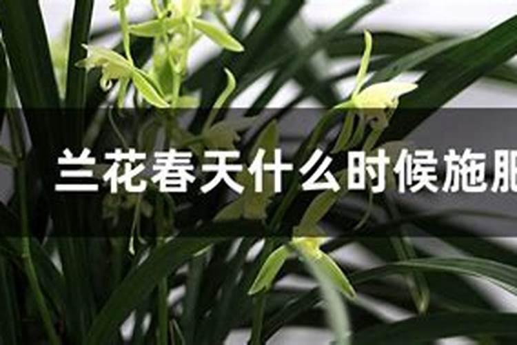 兰花什么季节施肥最好