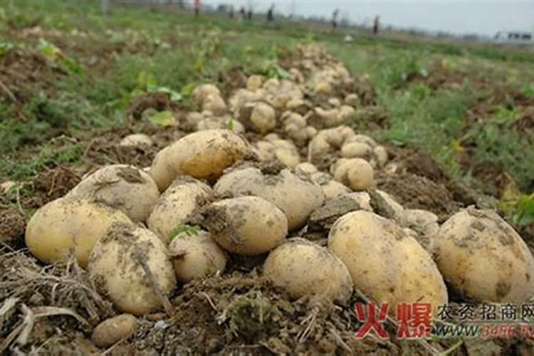 蒲公英有什么利用价值