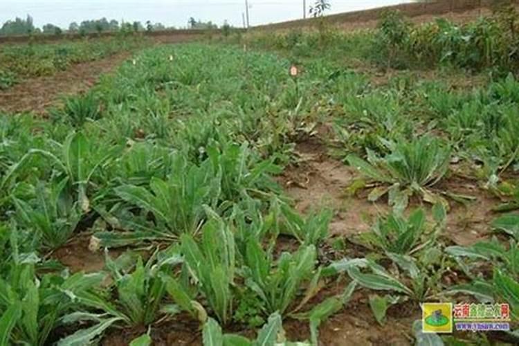 怎么做莴笋叶蛋皮汤