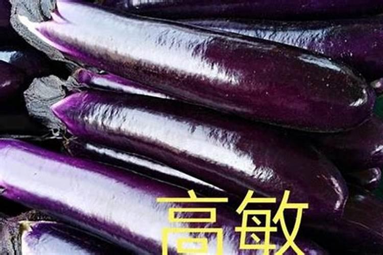 小番茄种子的种植方法