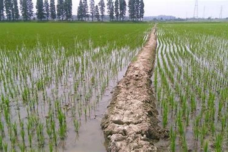 撒草籽的技巧和方法