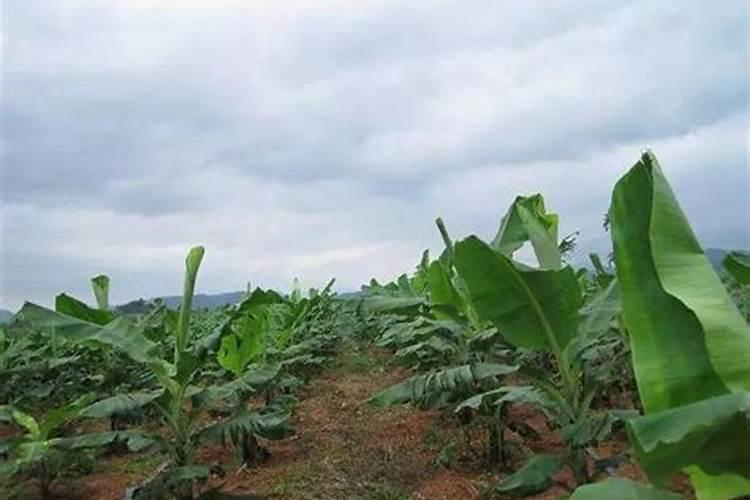 矿源黄腐酸钾的作用和