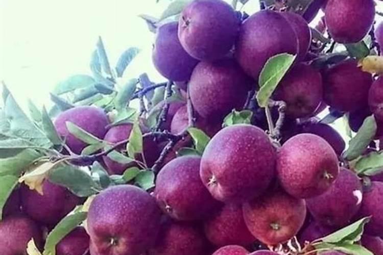 贝奇野菜是什么公司的饮料