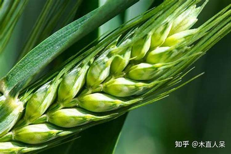 磷钾肥的科学施用方法总结