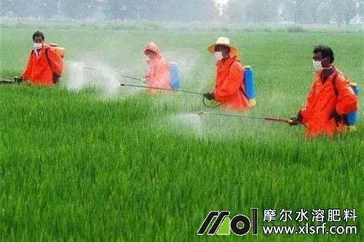 花多多1号和奥绿5号对月季有什么作用？