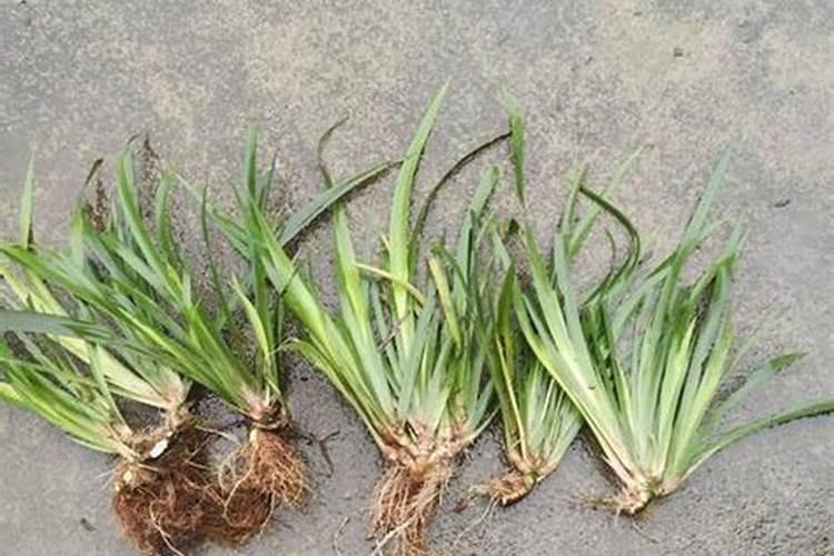 大蒜施肥最佳时间 大蒜什么时候施肥