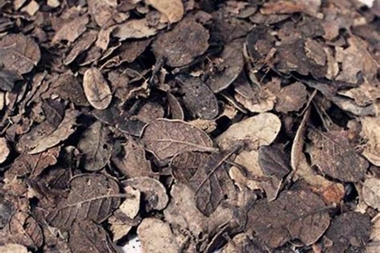 姜葱红糖水为什么放葱白