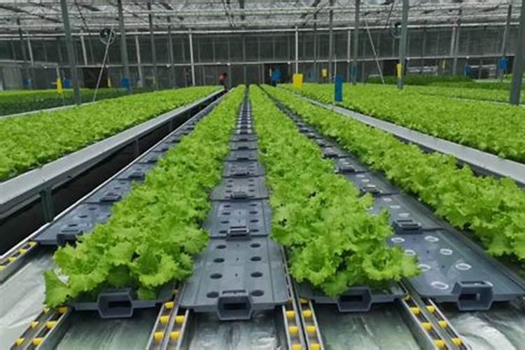 怎样正确使用花卉营养液？