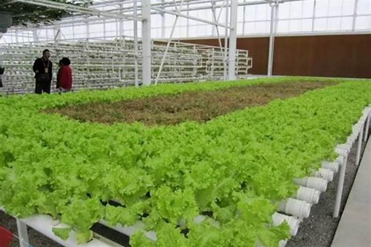 鲜花营养液怎么用