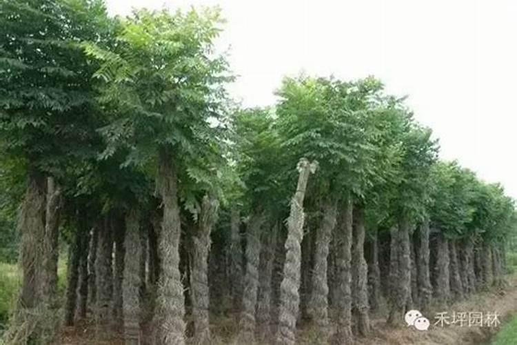乔木种植多久才能施肥 乔木种植何时开始施肥最佳？