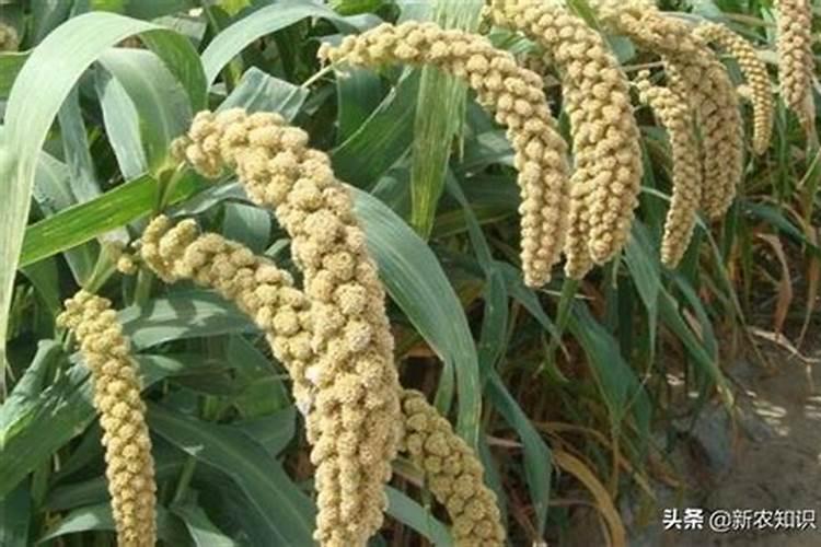谷子秀穗了,上化肥好还是叶面肥好