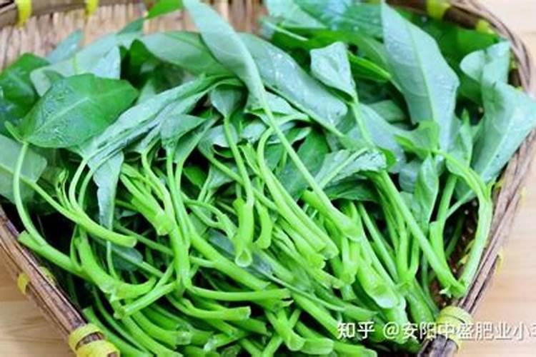 东单1331k苗期为什么发黄不长