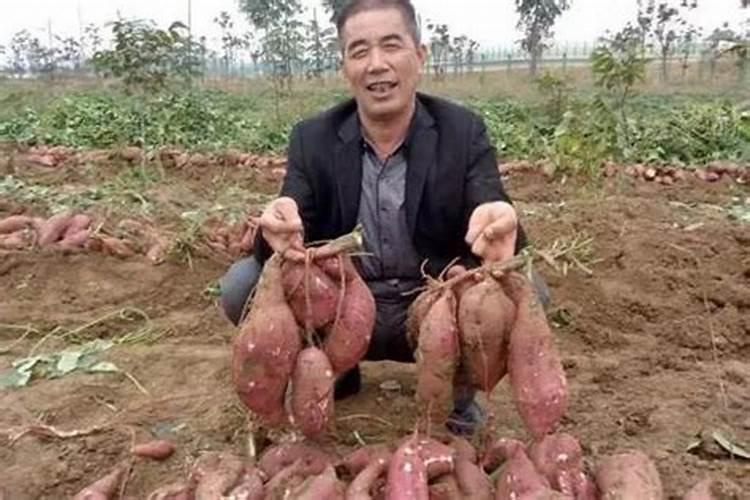 红薯追肥最佳时间