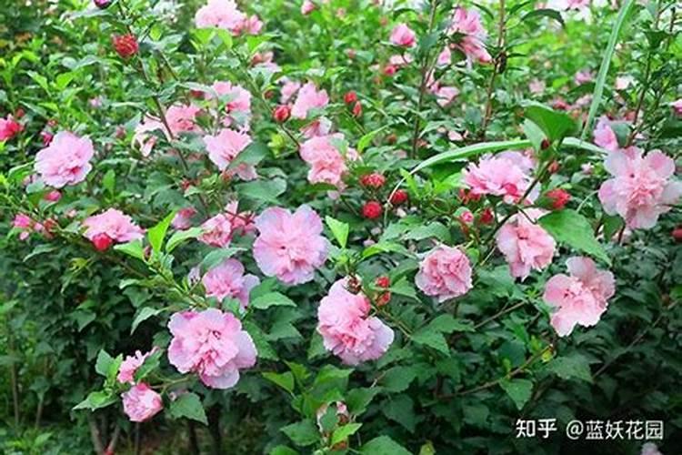 木槿掉花苞怎么处理 是哪些原因造成的