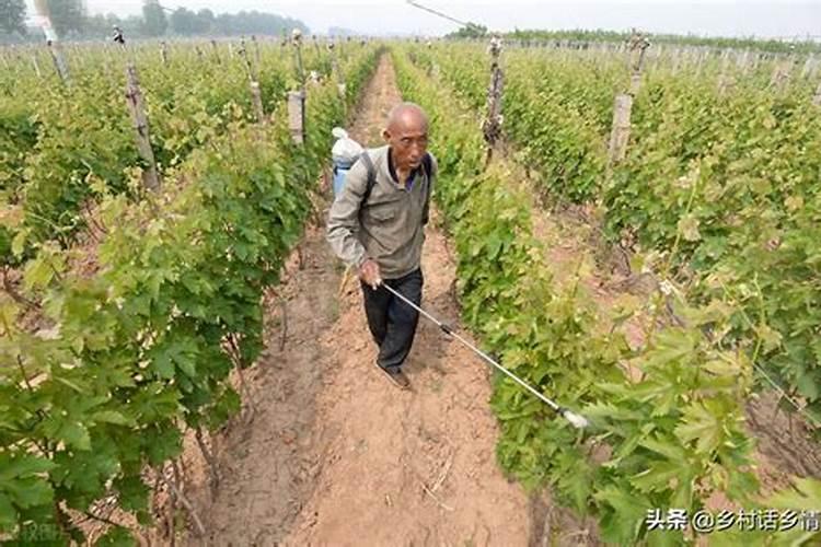 种菜用什么化肥最好