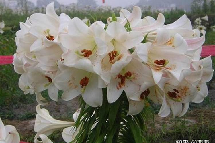 黄瓜定植后水肥管理,该怎么管理呢？