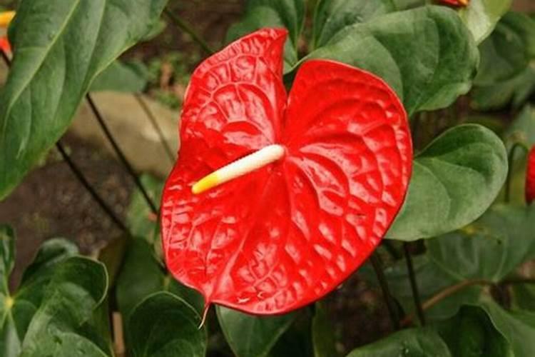 植物营养液怎么用