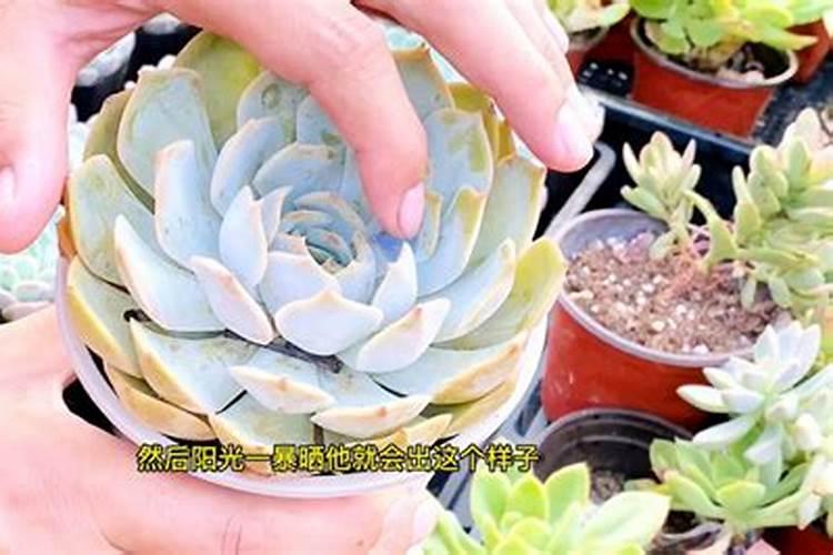 葡萄叶面肥硼肥和锌肥可以混用吗