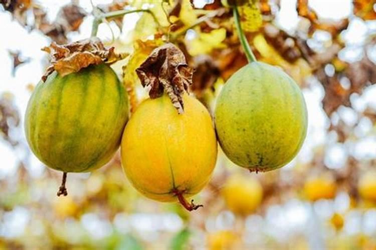 复合肥会烧根烧苗吗