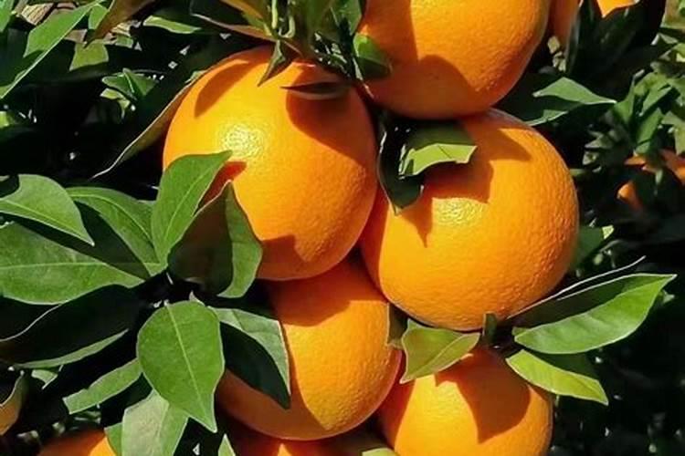 氮肥对盆栽花卉起什么作用？