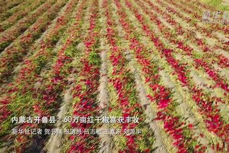 辣椒几月份播种比较好