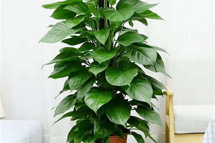 种植土豆用什么肥料最好