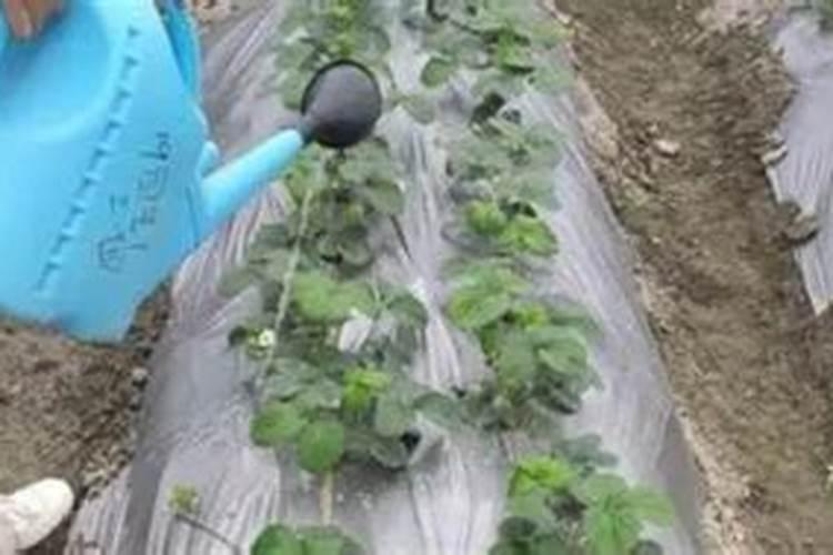 油茶施肥最佳时间 油茶施肥一般在什么时候