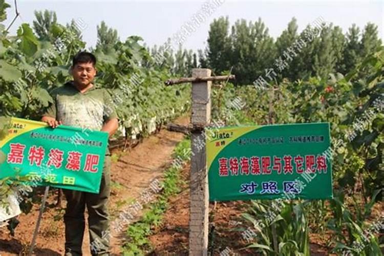 葡萄生长中后期,对肥料的使用都有哪些讲究？