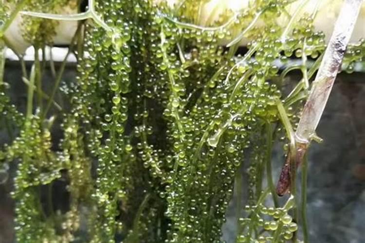 葡萄叶子发黄用海藻肥有用吗？