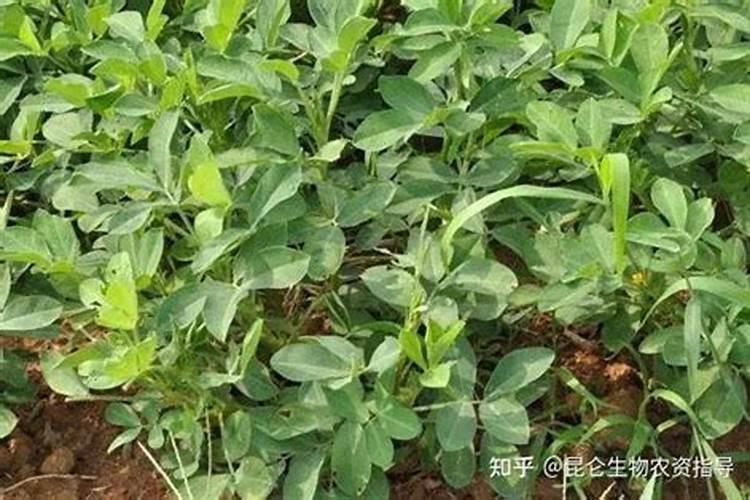 1000斤,小麦需要多少氮磷？钾