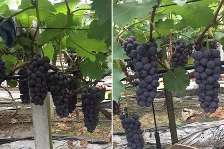 黄瓜秧误打敌敌畏怎么办