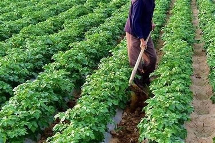 花生盛花期叶面肥用什么好？花生在什么时候喷施叶面肥？