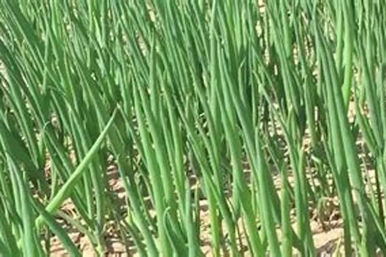 四季葱最佳肥料是哪一种