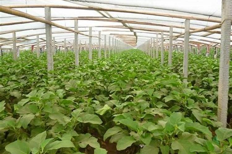 沙糖桔如何施钙镁磷肥