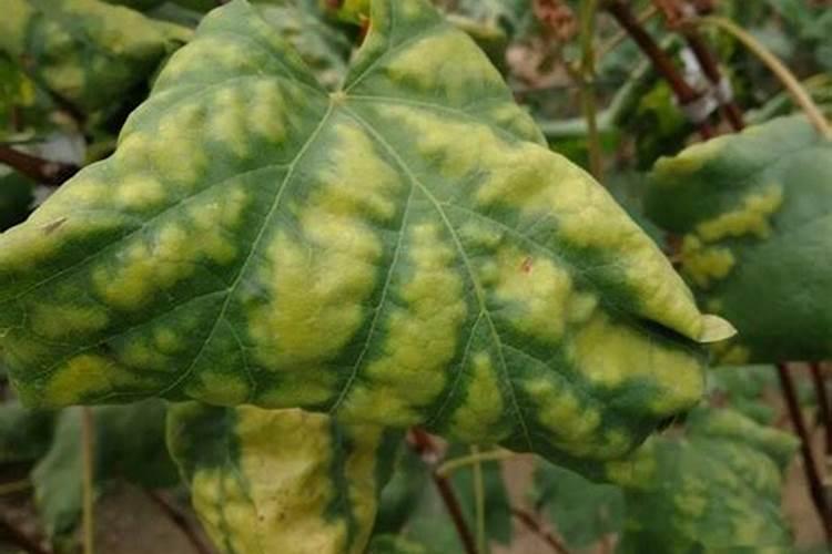 白兰花缺镁应该用什么肥料？