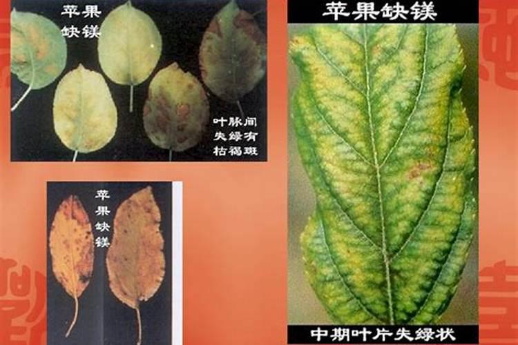 花卉营养液如何调配花卉营养液的配制方法及注意事项