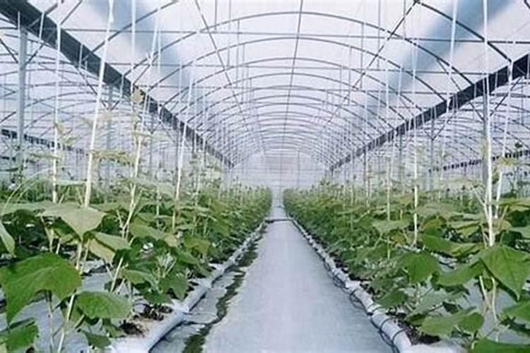 草甘膦哪个牌子最好