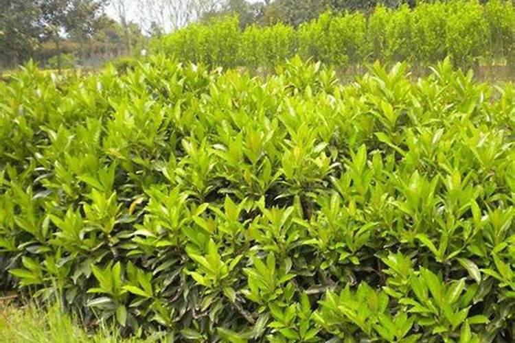 法国冬青树一年可以长多高 冬青的养护方法