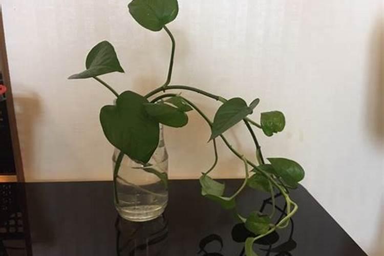 现在最好的磷肥多那一种？