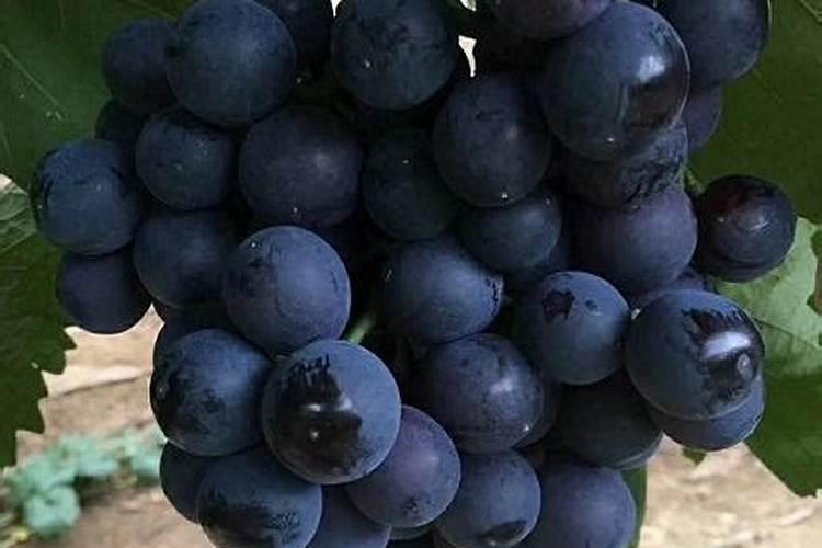 包头市最大的花卉批发市场在哪？