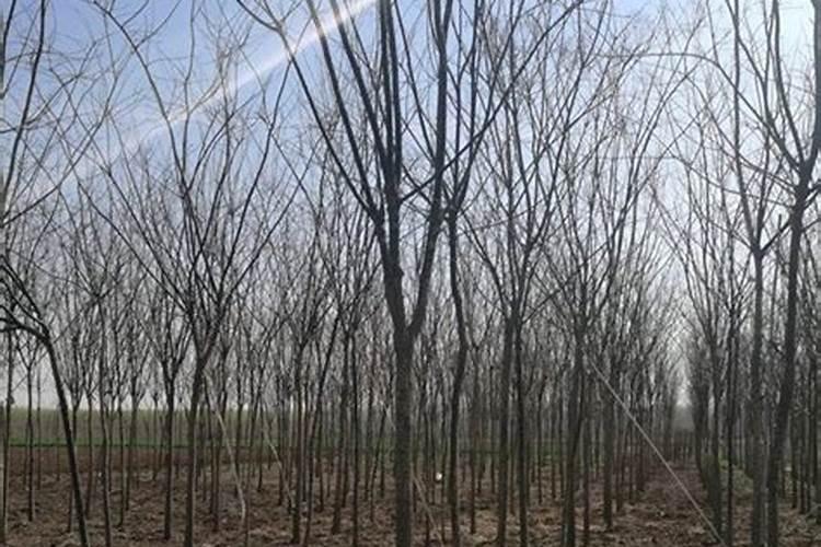 玉米是苗期,田里的土壤测过偏碱性,请问这样玉米可以生长吗？