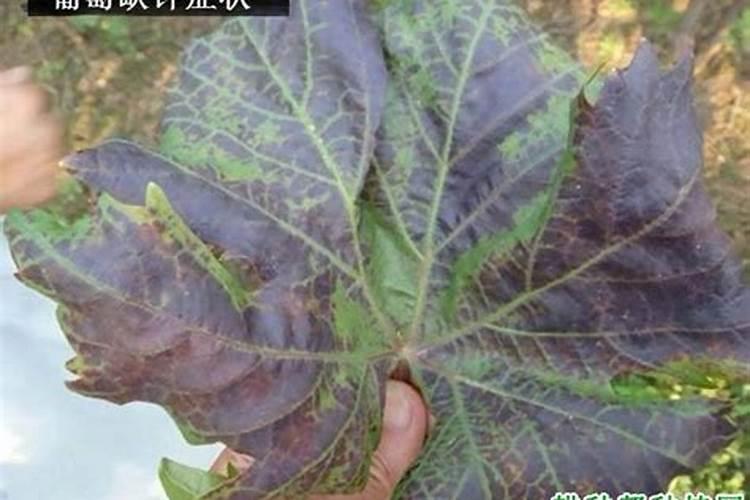 复合肥的使用方法种菜