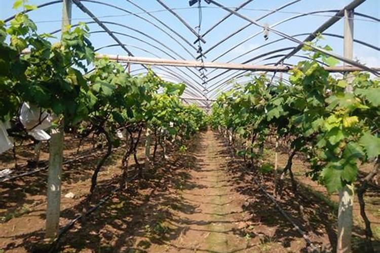 氨基酸、多肽、鱼蛋白:农业肥料界的 “三兄弟” 谁更牛？