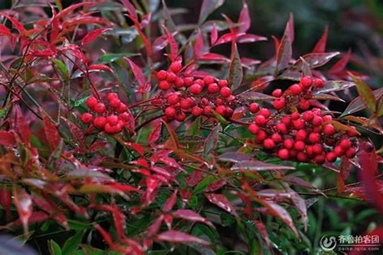 甘氨酸是个啥？从分子到作物,全方位解析农业种植应用