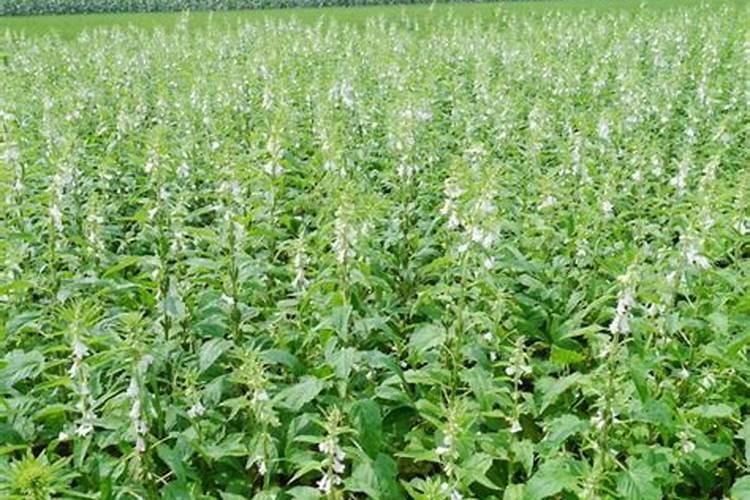 给文竹浇糖水大概要放几勺糖？